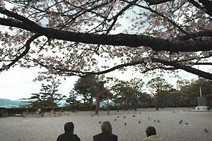 桜2007　フォト02